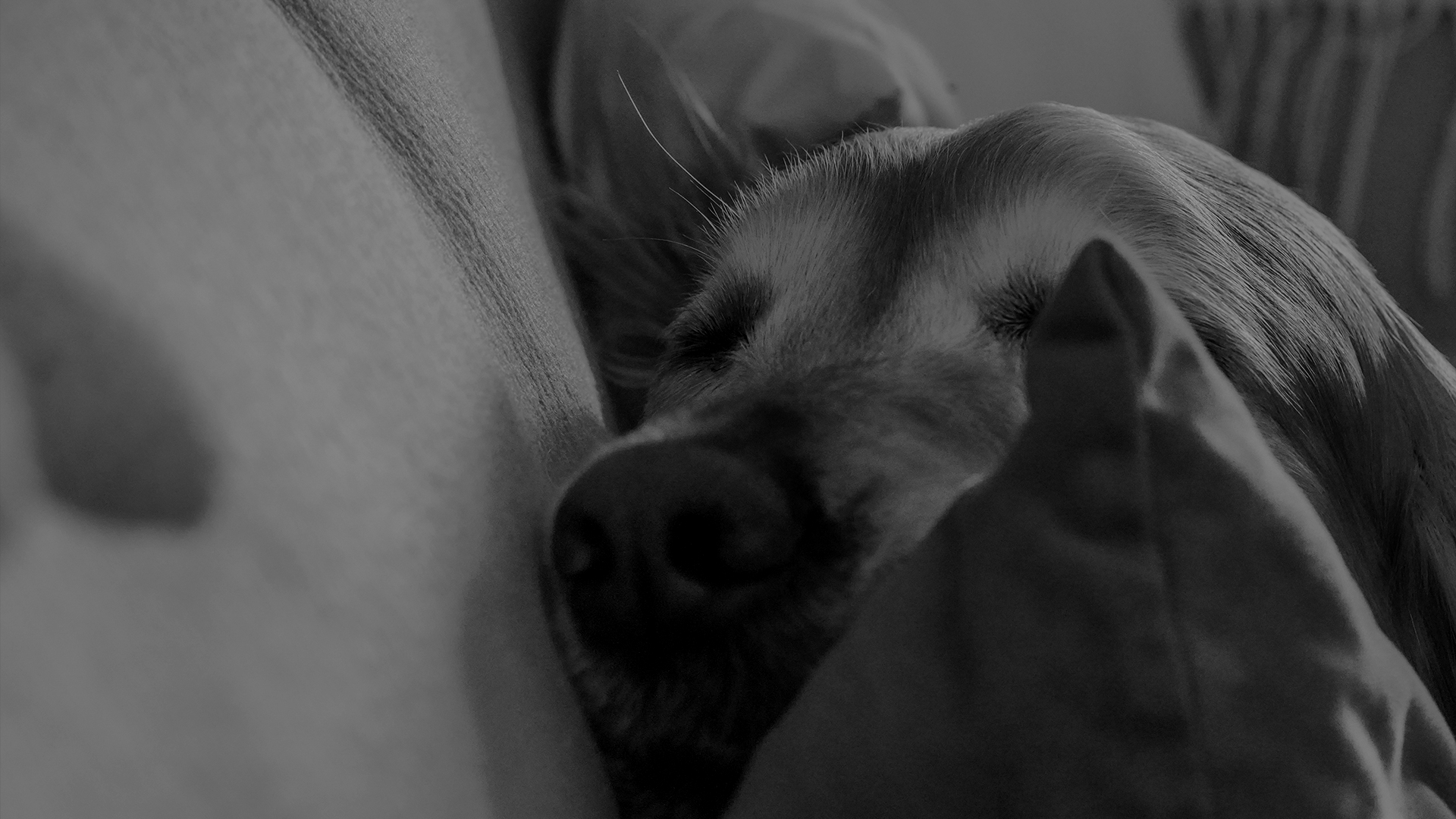 Headerbild